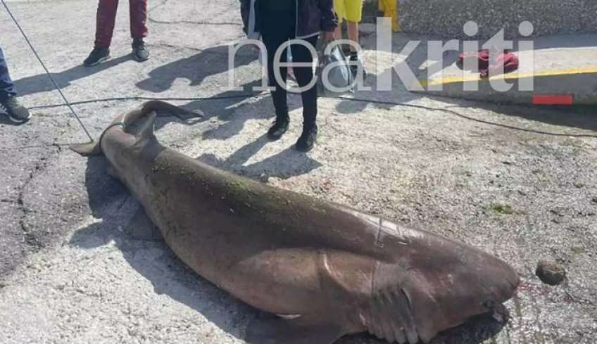 Κρήτη: Αντιδράσεις για τη θανάτωση προστατευόμενου είδους καρχαρία από ψαράδες στην Ιεράπετρα