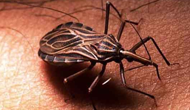 Chagas: Το νέο AIDS που σκορπά τον τρόμο