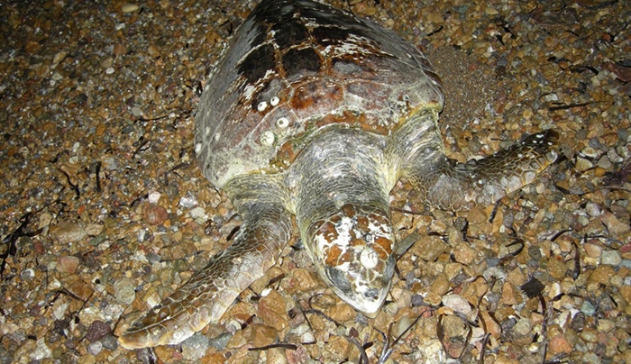 Νεκρή χελώνα Caretta caretta στην Πάτμο (ΦΩΤΟ)