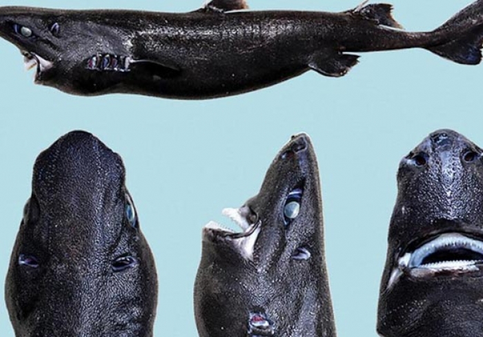 Ανακαλύφθηκε νέο, περίεργο είδος καρχαρία