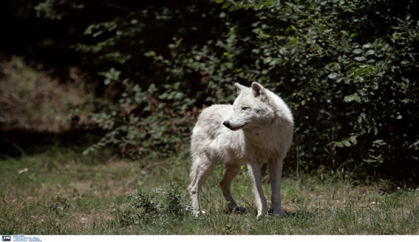 Στιγμές τρόμου για οικογένεια στην Πάρνηθα, λύκος άρπαξε και κατασπάραξε το σκυλί τους