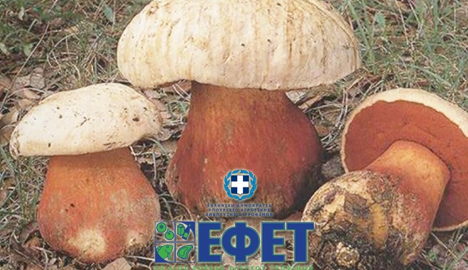 «Καμπανάκι» από τον ΕΦΕΤ για τη συλλογή και κατανάλωση άγριων μανιταριών-Συστάσεις
