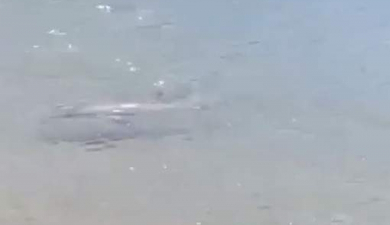 Μοναδικό: Δελφίνι στη Σκύρο βγαίνει στα ρηχά για παιχνίδι -Εκπληκτοι οι λουόμενοι [βίντεο]