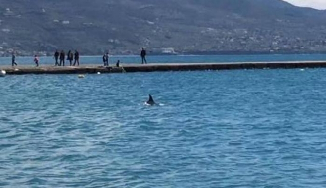 Δελφίνι μπήκε μέσα στο λιμάνι της Καλαμάτας (βίντεο)