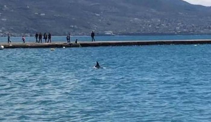 Δελφίνι μπήκε μέσα στο λιμάνι της Καλαμάτας (βίντεο)