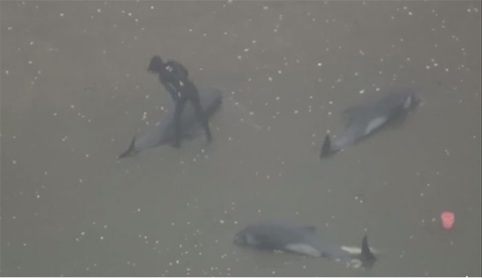 Ιαπωνία:Περισσότερα από 130 δελφίνια βρέθηκαν σε άθλια κατάσταση σε παραλία (Video)