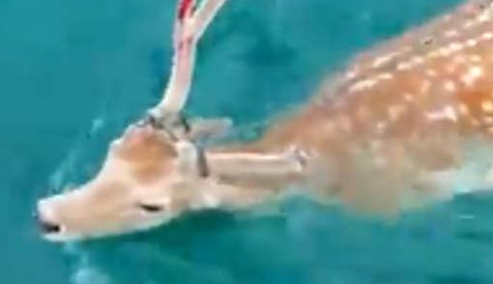 Απίστευτο: Πήγε για ψάρεμα στην Εύβοια και βρήκε ένα ελάφι να κολυμπάει δίπλα του [βίντεο]