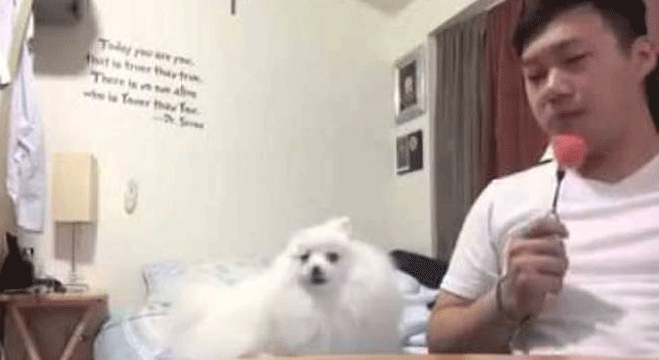 Σκύλος λιγουρεύεται το καρπούζι του ιδιοκτήτη του με ξεκαρδιστικό τρόπο (Video)