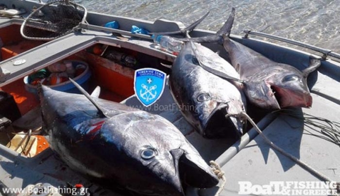 Εύβοια: Η χαρά των ψαράδων για τους τόνους και τον ξιφία που έπιασαν δεν κράτησε πολύ [pics]