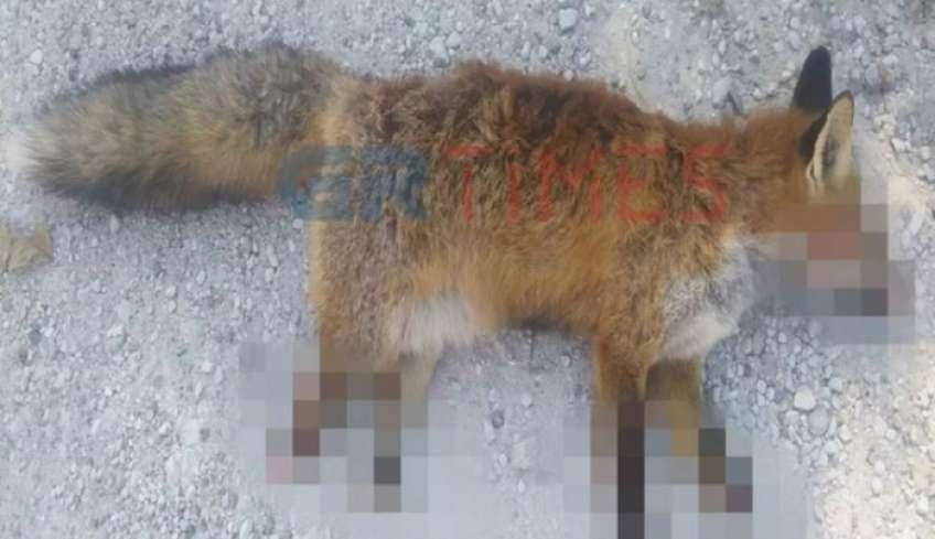 Φρίκη στην Καστοριά: Βασάνισαν και ακρωτηρίασαν αλεπού - To ζώο πέθανε από αιμορραγία