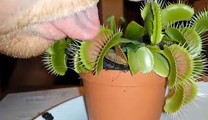Είχε μια κακή ιδέα και έβαλε τη γλώσσα του σε ένα σαρκοφάγο φυτό (Βίντεο)