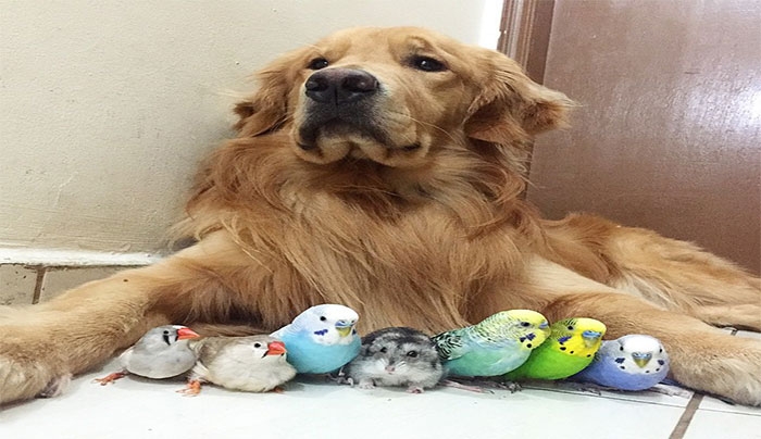 Η καταπληκτική φιλία ανάμεσα σε ένα σκύλο, ένα χάμστερ και 8 πουλάκια! (Φωτό)