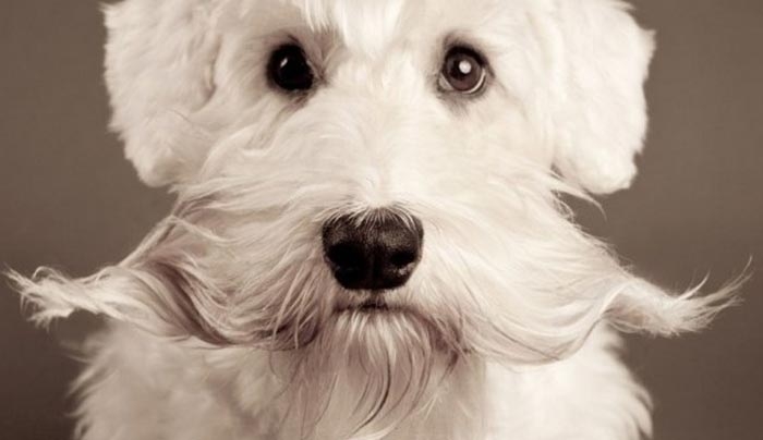Γιατί δεν πρέπει να κόβεις τα μουστάκια του σκύλου σου