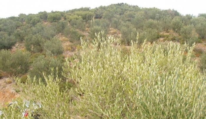 Ενημέρωση για τους δασικούς χάρτες από την Δ/νση Δασών Δωδεκανήσου