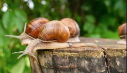 Πρόστιμα-φωτιά για τη συλλογή σαλιγκαριών: Όλο το νομικό πλαίσιο